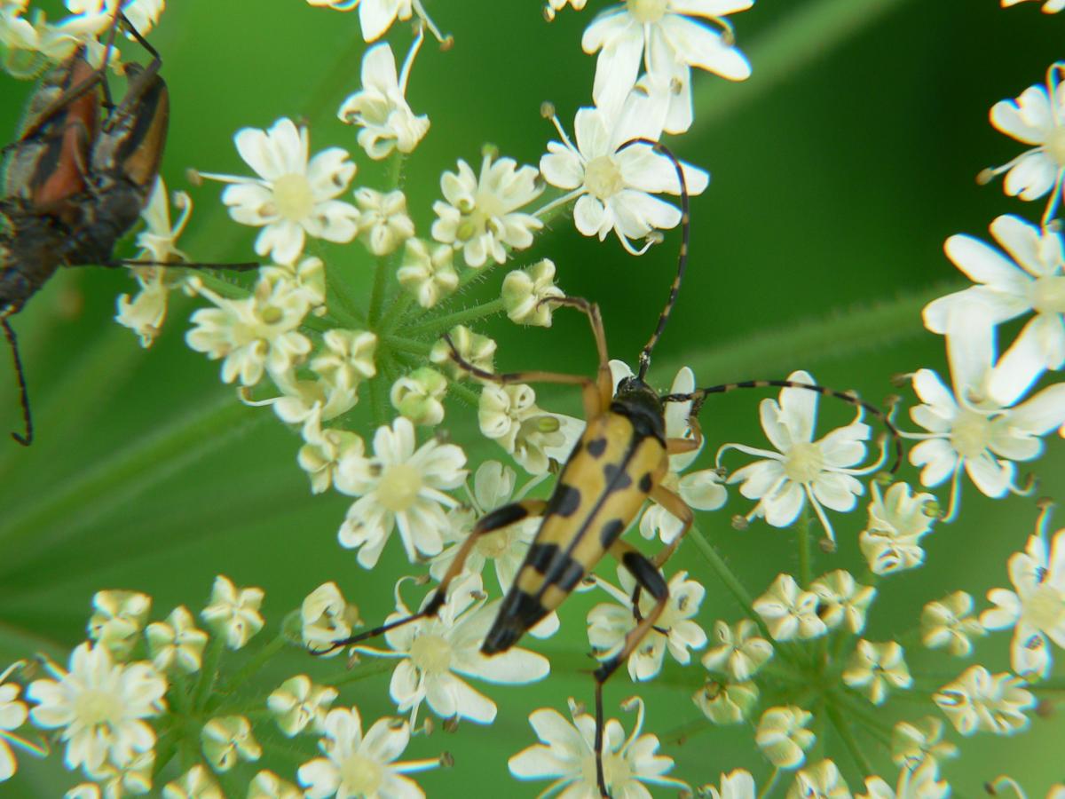 Rutpela maculata ssp. maculata (Cerambycidae)